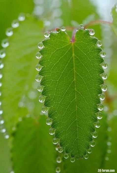 leaf beeding.jpg