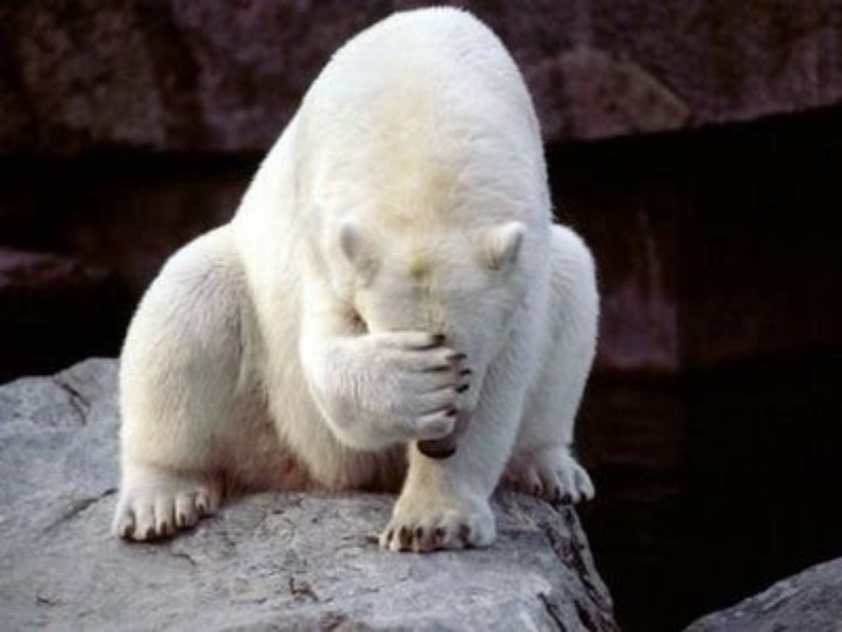 Polar-Bear-oh-no.jpg