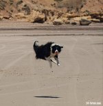 Gracie jump2.JPG