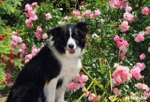 Gracie and roses2.JPG