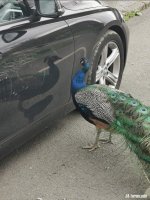PeacockPaint.jpg