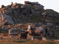 Sheep.jpg Sheep.jpg