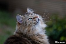 IMG_1376DRP.jpg