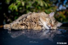 IMG_2967DRP.jpg