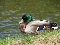 DSCN4222.JPG DSCN4222.JPG