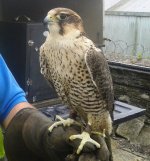 Lady Hawk1.jpg
