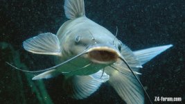 catfish.jpg