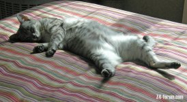 Nanu at rest.jpg