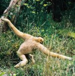 Gibbonarms.jpg Gibbonarms.jpg