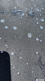 IMG_6299.jpeg IMG_6299.jpeg