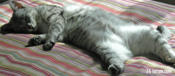 Nanu at rest.png