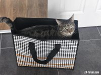 catbag.jpg