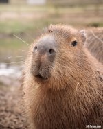 IMG_0178.jpeg