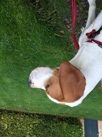 Mabel3_zps423879e9.jpg Mabel3_zps423879e9.jpg