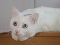 img_8635_clark-paws-lesssharp-forprint_med.jpg