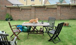 fence06_zpsfmmfu8iw.jpg fence06_zpsfmmfu8iw.jpg
