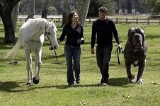 worlds_biggest_dog_sm.jpg worlds_biggest_dog_sm.jpg