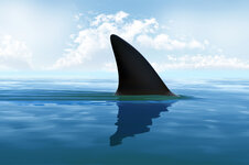 shark-fin-ocean.jpg