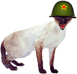 cat-190.gif