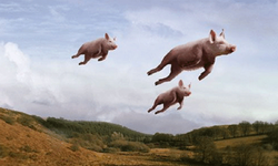 pigsG.png
