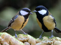 jeeni-pair-of-great-tits.jpg jeeni-pair-of-great-tits.jpg