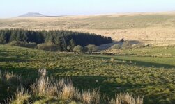 Deer%20on%20Bodmin%20Moor.jpg
