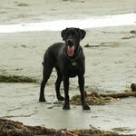Parker%20at%20the%20beach.jpg Parker%20at%20the%20beach.jpg