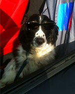 shades-1.jpg