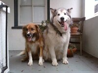 WillowandSacha01.jpg
