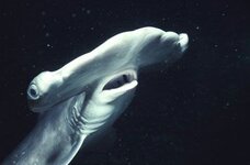 shark-attack-stories-8.jpg