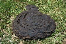 800px-Cowpat.jpg