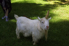 unicorn-goat.jpg