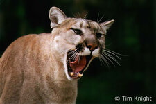 cougar_01tfk.jpg
