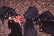 tasmanian-devils-feast.jpg