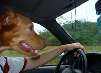 Dog-Driving-Seems-Legit.jpg Dog-Driving-Seems-Legit.jpg
