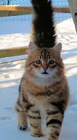 foxfeb12a_zps47f01f92.jpg