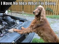 funny-dog-pictures-i-have-no-idea-what-im-doing.jpg funny-dog-pictures-i-have-no-idea-what-im-doing.jpg