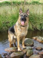 newstan025.jpg