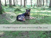 Daphlyingdowninwoods_zps25096cc5.jpg