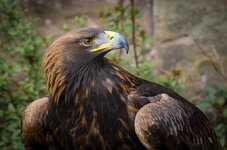 12150524833_0f9a78e455_c.jpg 12150524833_0f9a78e455_c.jpg