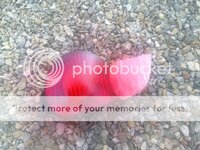 1ACC42DB-7DD7-44EB-A908-F5FF382F7A2F.jpg 1ACC42DB-7DD7-44EB-A908-F5FF382F7A2F.jpg