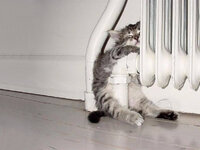 cute-kitten-sleeping-in-radiator.jpg cute-kitten-sleeping-in-radiator.jpg