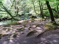 Golitha2005Shadows.jpg