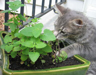 Kitten_sniffing_plants.jpg Kitten_sniffing_plants.jpg