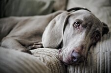 BILLDOG2_zpsa46c7d41.jpg