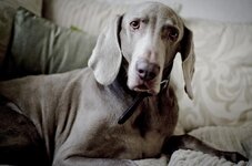 BILLDOG_zps443fe25f.jpg