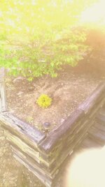 plant1_zpscc0b1cb9.jpg