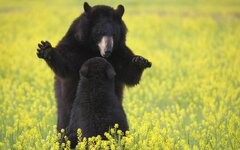 -Yellow-Flowers-Baby-Animals-1800x2880_zpscd9ac2bb.jpg