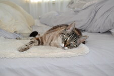 DSC_0439-X3.jpg