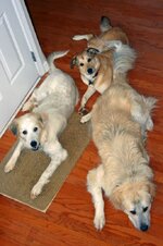 3Dogs.jpg